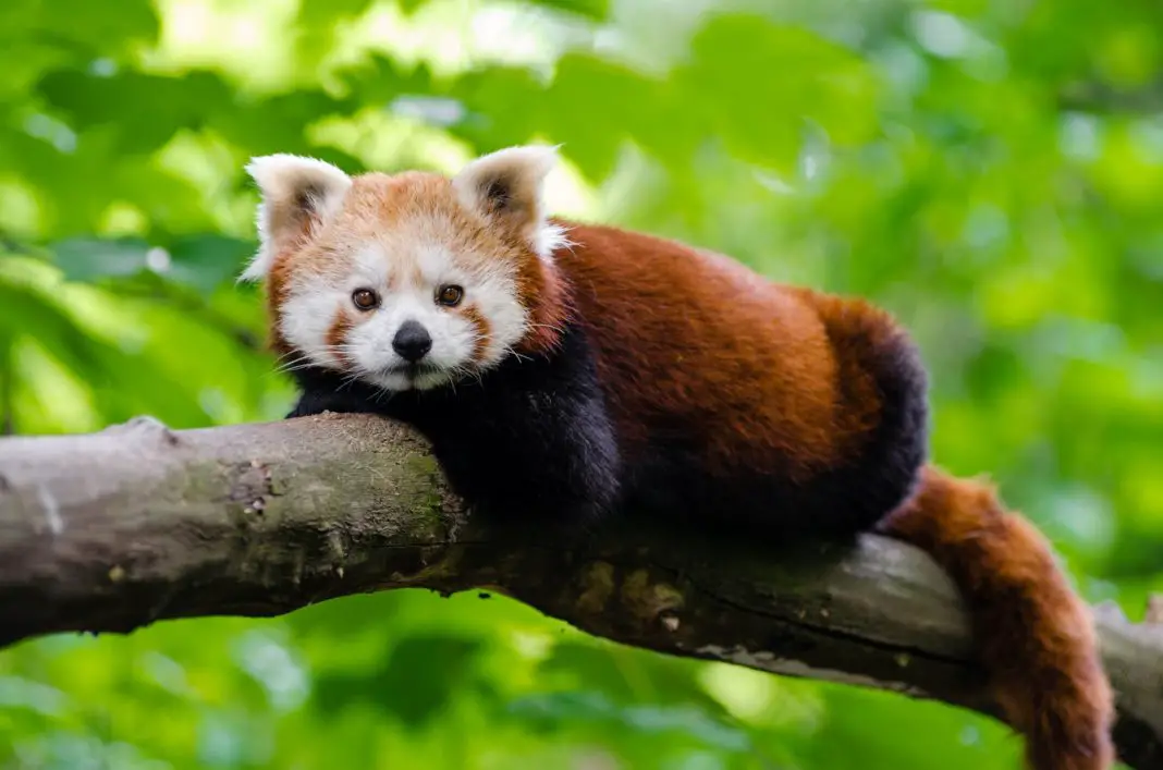 Why are Red Pandas Endangered? | Environment Buddy